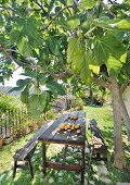 Prickly pears on rustic wooden table and benches under fig tree