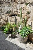 Mediterranean plants in front of rustic rock wall