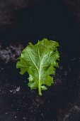 A young kale leaf on a dark surface