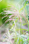 Ornamental grass