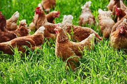 Free-range organic chickens
