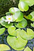 White water lily flower and leaves in garden pond