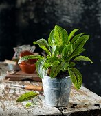 Red sorrel in a flowerpot