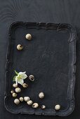 White hellebore flower and snail shells on black tray