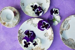 Violas on vintage plates