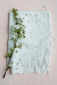 Flowering branch on white fabric