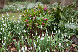 Snowdrops and pink hellebores in spring bed in garden