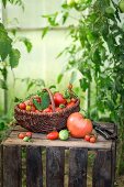 Assorted tomatoes in a wicker basket on wooden crate