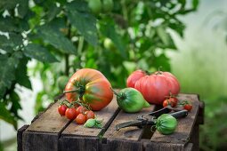 Assorted tomatoes on a wooden crate