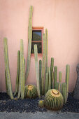 Exotic cactus garden outside house with walls painted terracotta pink