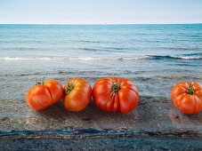 Several tomatoes against an ocean background