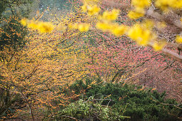 Flowering witch-hazels of different colours in garden