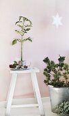 Advent arrangement of plant, zinc bucket, white stool and star decoration
