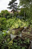 Mehrere Hochbeete mit Gemüsepflanzen im Garten