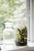 Plants in two apothecary bottles on windowsill