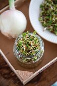 Homegrown sprouts in a glass jar