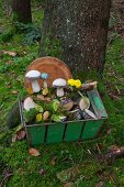 Wooden toadstools, slice of tree trunk and moss in metal basket in woods