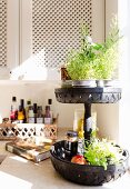 Potted herbs on black chip wood stand with two tiers