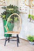 Wooden armchair and planted arrangements below vintage wall chart in summer house