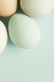 Eier mit hellgrüner Schale