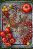 Various tomatoes on a baking sheet (top view)