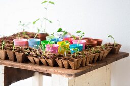 Seedlings in recycled seed trays and pastel pots arranged on rustic wooden table