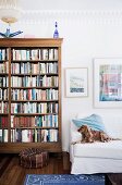 Dog is lying on the sofa next to the bookshelf