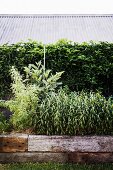 Rustic raised bed made of old wooden beams in front of the garden hedge