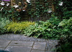 Schattenbeet mit Hosta (Funkie), Ziersalbei, Waldrebe