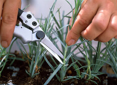 Dianthus caesius (carnation) cuttings propagation