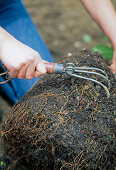 Planting an apple tree