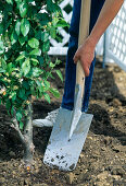 Plant apple tree