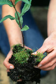 Planting perennials 