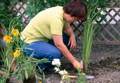 Planting a perennial bed: 16