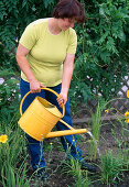 Planting a perennial bed: 22