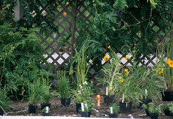 Perennials laid out in preparation for planting