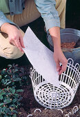 Planting spring onions in autumn in wire baskets