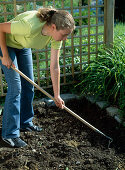 Plant of a seedling flower bed