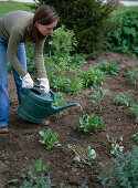 Plant perennial flowerbed