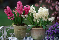 Hyacinthus orientalis 'Pink Pearl' 'White Pearl' (Hyacinths)