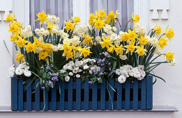 Daffodils 'von Sion' (filled)