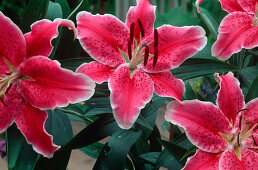 Lilium orientalis 'Stargazer' (Orientalische Lilie)