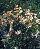 Nerium oleander 'Thalia' (Oleander)