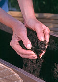 Fill in the soil, leave 2 cm of the casting edge free