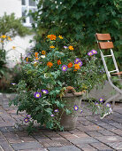 Topf mit Convolvulus tricolor (Winde) und Cosmos sulphureus