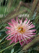 Cactusdahlie, Pennisetum