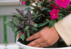 Step 5: Planting Salvia Purpurascens