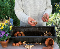 Step 2: Planting the box with spring bulbs