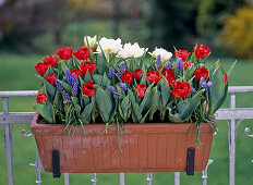 Terracotta box with tulips overwintered