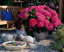 Hydrangea MACROPHYLLA